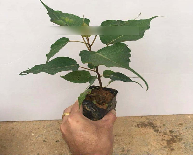 正宗菩提树苗金刚菩提树苗佛教圣树文化瑰宝平安树菩提榕树苗盆栽