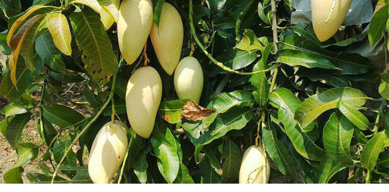 泰国金腰芒金腰带芒果 水仙芒果新鲜水果5斤/10斤 10斤_ 9折现价396元