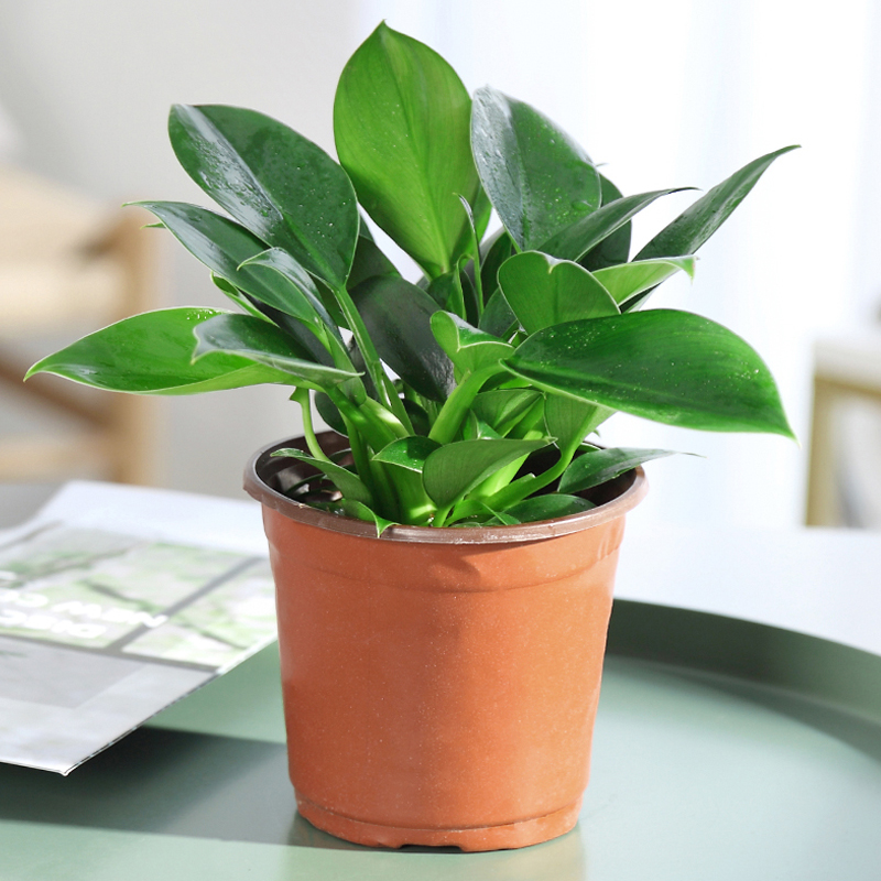 京弗金钻盆栽蔓绿绒大叶红钻花卉植物四季常青办公室客厅净化空气金钻