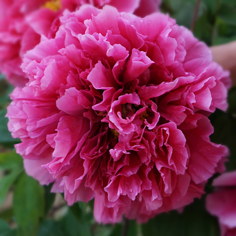 乐诗曼牡丹花苗大苗洛阳正宗牡丹王泽花王四季观赏牡丹花盆栽花王34