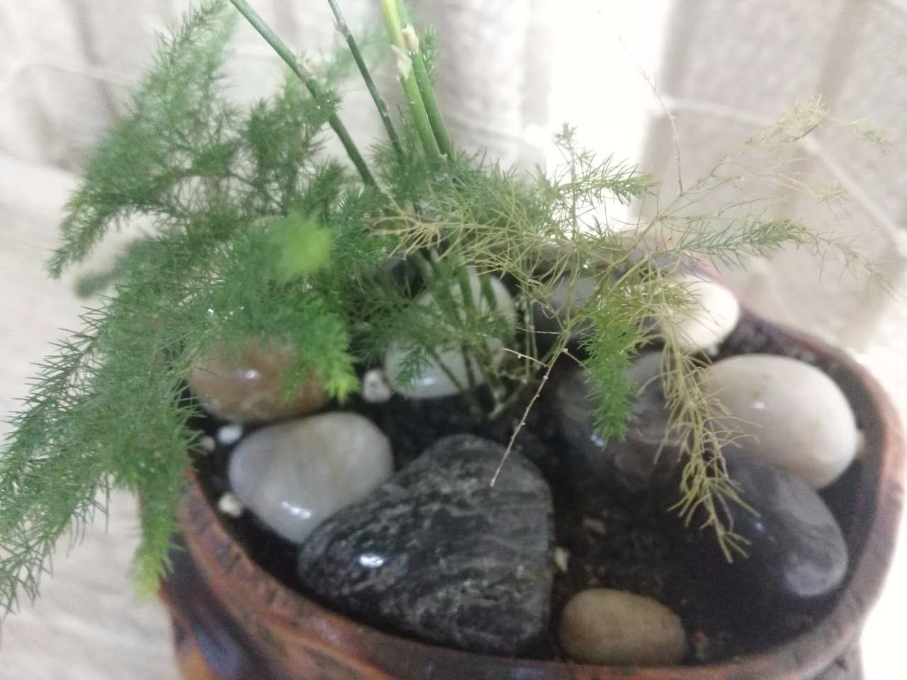 芊蓝茵 复古办公室桌面小盆栽发财树文竹榕树