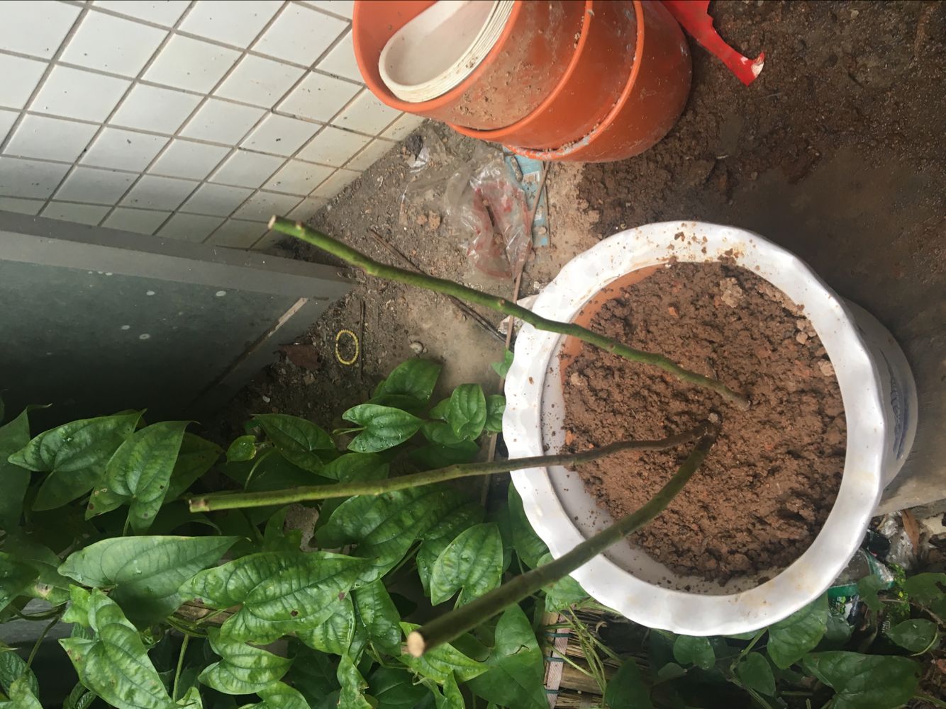 苗 6年大苗 攀爬植物 大花蔷薇 藤本月季 盆栽 