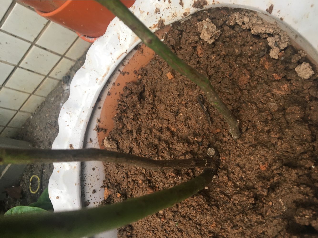 苗 6年大苗 攀爬植物 大花蔷薇 藤本月季 盆栽 