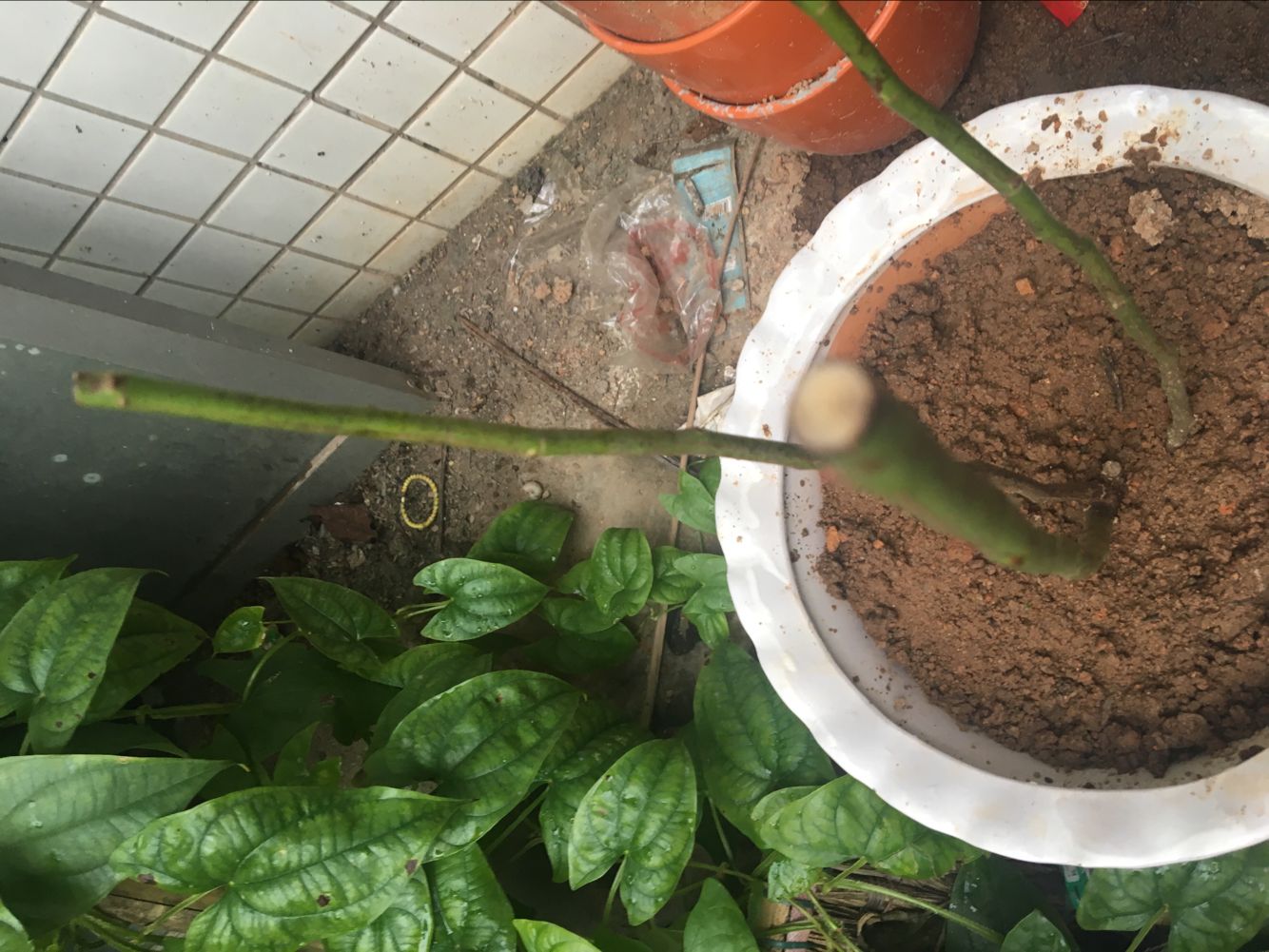 苗 6年大苗 攀爬植物 大花蔷薇 藤本月季 盆栽 