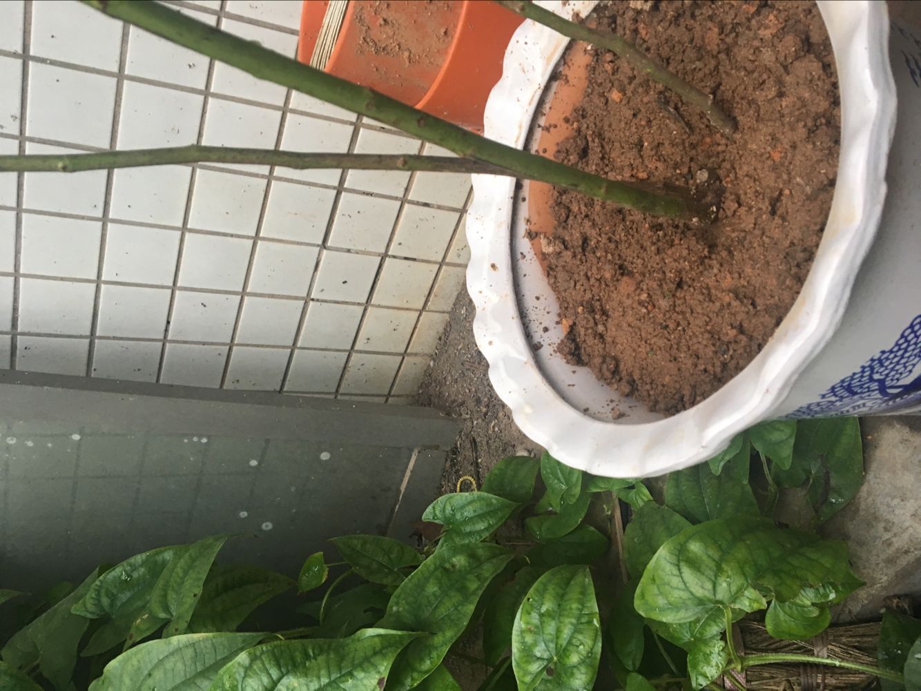 苗 6年大苗 攀爬植物 大花蔷薇 藤本月季 盆栽 