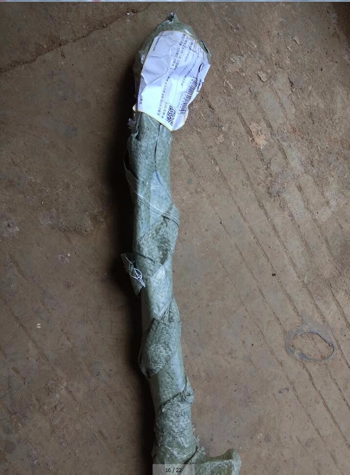 苗 6年大苗 攀爬植物 大花蔷薇 藤本月季 盆栽 