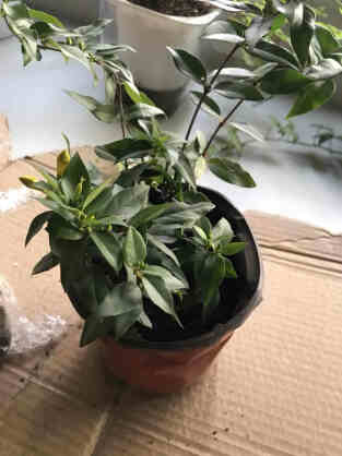 蝴蝶之舞 法國香水藤茉莉盆栽室內濃香花卉四季常綠冬季開花耐寒爬