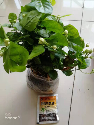 紫兮瀾 茉莉花盆栽花卉觀花植物室內陽臺四季種植花苗開花濃香型好養