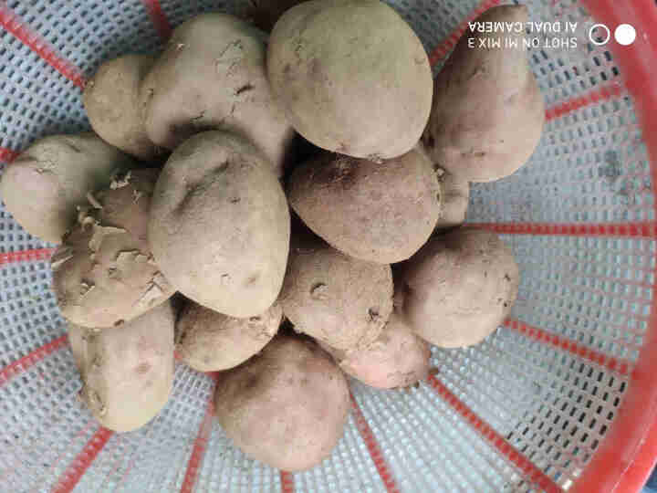 云南红皮黄心小土豆新鲜云南特产 应季蔬菜 黄心老品种土豆非转基因土豆有机土豆 马铃薯洋芋 5斤装怎么样，好用吗，口碑，心得，评价，试用报告,第4张