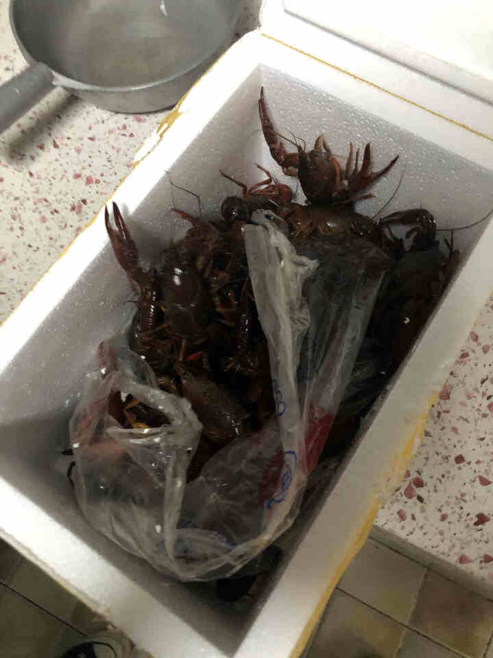 【活鲜】御鲜之王 清水江苏小龙虾鲜活 活体麻辣小龙虾食材海鲜水产 7,第3张