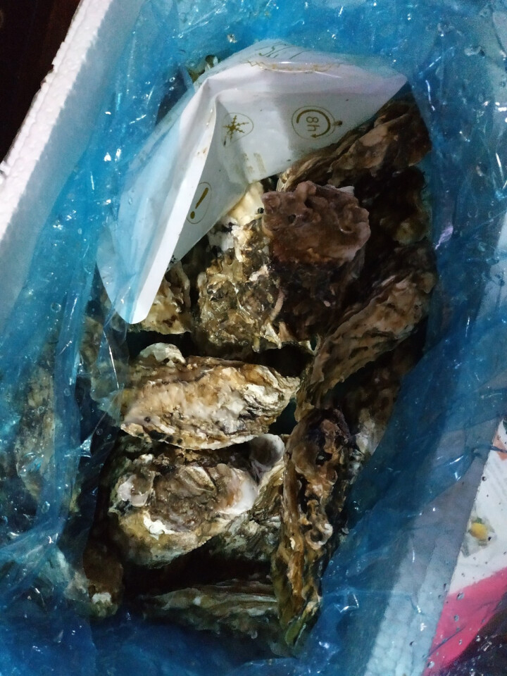 【活鲜】南泓村 乳山生蚝  鲜活牡蛎2.5kg  新鲜海蛎子 海鲜水产生蚝 刺身生蚝2.5kg (B规格,第4张