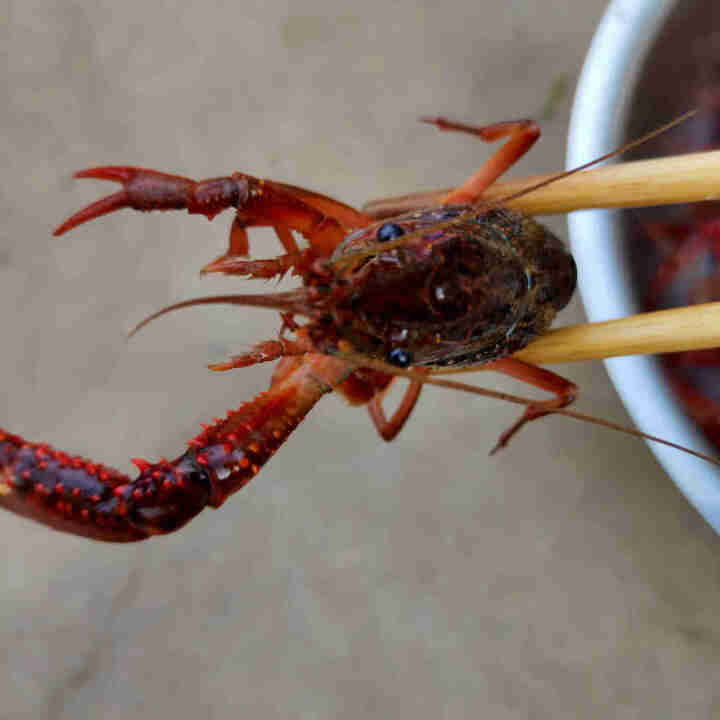 【活鲜】御鲜之王 清水江苏小龙虾鲜活 活体麻辣小龙虾食材海鲜水产 4,第3张