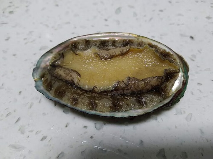 海鲜颂 冷冻福建大鲍鱼 海鲜水产 生鲜 贝类 火锅食材 500g(10,第6张