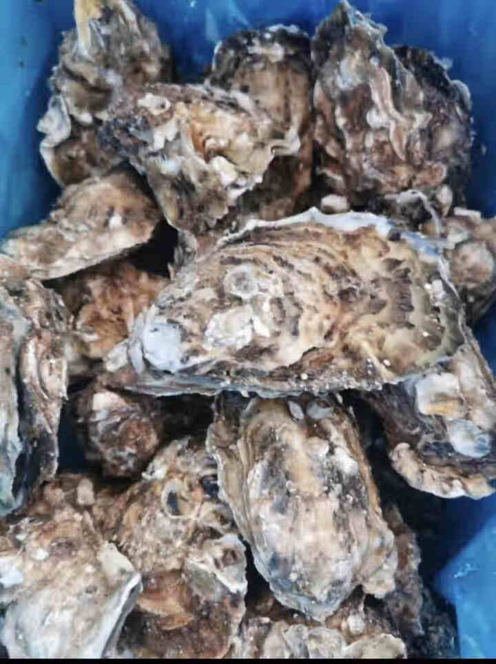 【活鲜】乳山生蚝鲜活 5斤装整箱 鲜海道 生鲜 贝类 新鲜海蛎子 净重2kg 牺牲包赔 店长力荐XL号，90,第3张