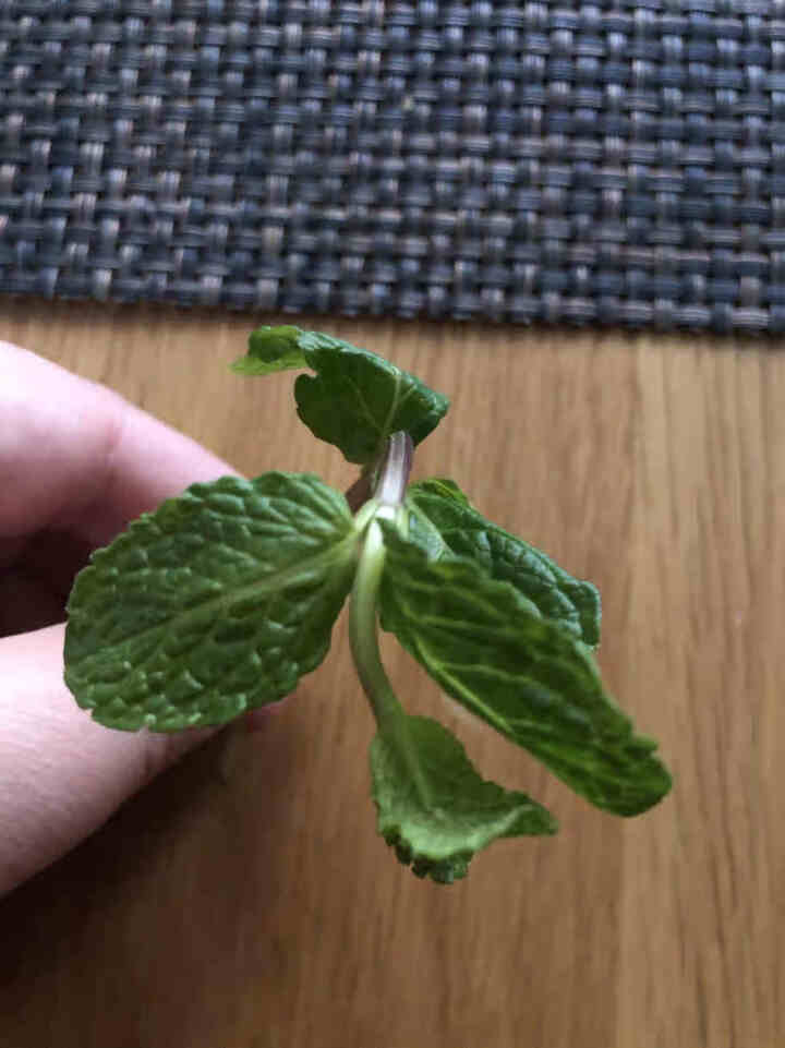 桑叒 薄荷 新鲜薄荷叶食用十香调酒烘培奶茶用新鲜薄荷留兰香大叶 留兰香400g怎么样，好用吗，口碑，心得，评价，试用报告,第3张