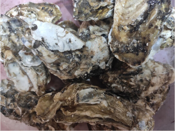 【活鲜】乳山生蚝鲜活 5斤装整箱 鲜海道 生鲜 贝类 新鲜海蛎子 净重2kg 牺牲包赔 烧烤选2XL，120,第5张