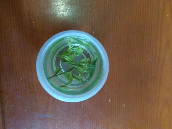 张家山安吉白茶 特级珍稀白茶绿茶茶叶 100克 2018新茶怎么样，好用吗，口碑，心得，评价，试用报告,第4张