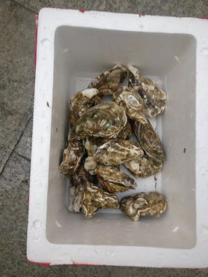 【百亿补贴】海鲜颂 梅岭 生蚝 鲜活 2.5kg 新鲜海蛎子 牡蛎 刺身生蚝 海鲜水产 贝类 刺身生蚝净重4斤 (20,第2张