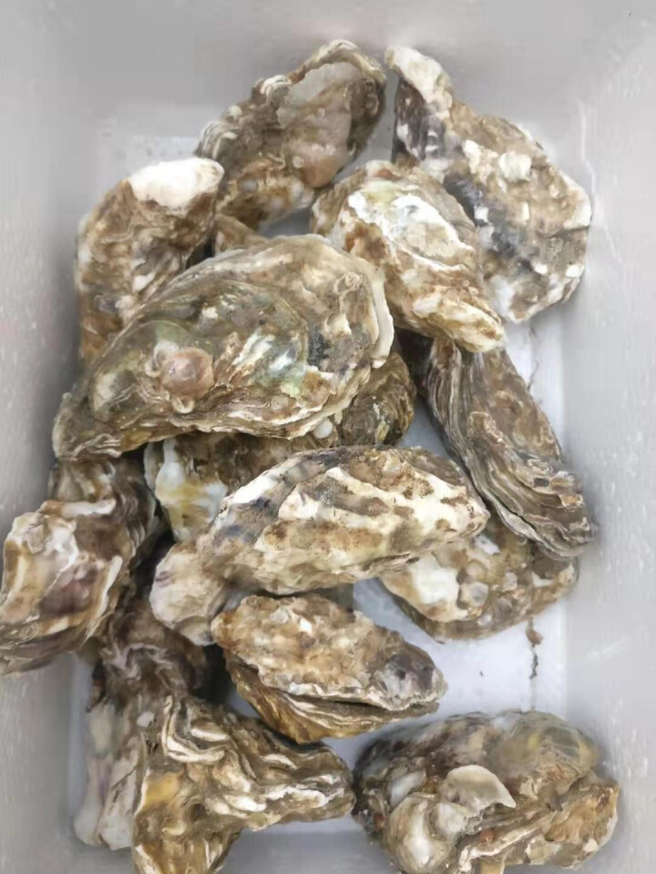 【百亿补贴】海鲜颂 梅岭 生蚝 鲜活 2.5kg 新鲜海蛎子 牡蛎 刺身生蚝 海鲜水产 贝类 刺身生蚝净重4斤 (20,第3张