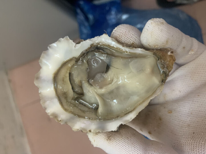 欣鲜递 乳山生蚝鲜活  5斤装 净重2kg 海蛎子 牡蛎 海鲜水产 产地直发 净重4斤L号(70g,第3张