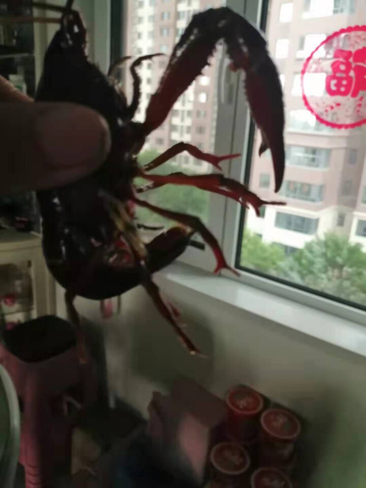 菱荷渔舟湖北小龙虾鲜活水产3斤清水虾活体4,第3张