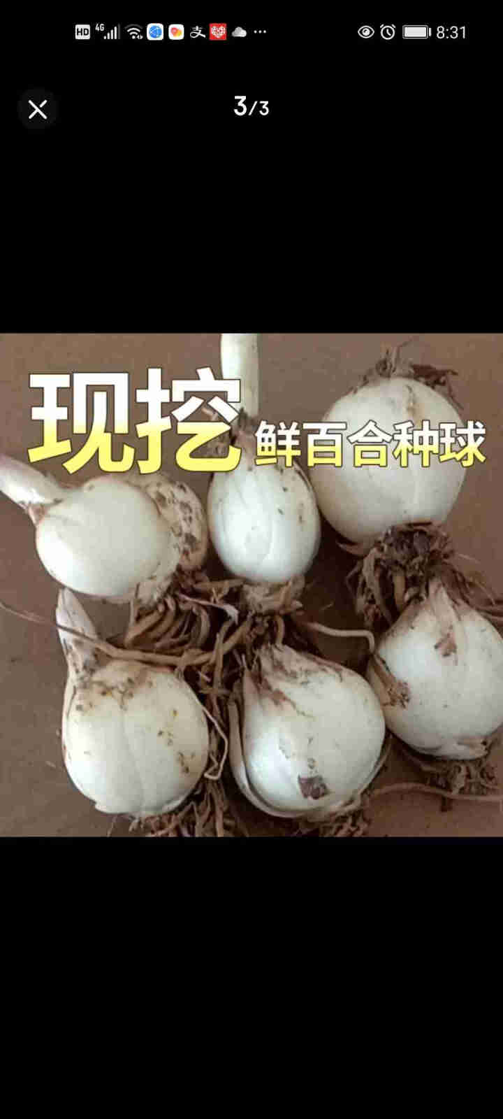 金德兰州百合食用新鲜甜百合种球母子种子 250克怎么样，好用吗，口碑，心得，评价，试用报告,第3张