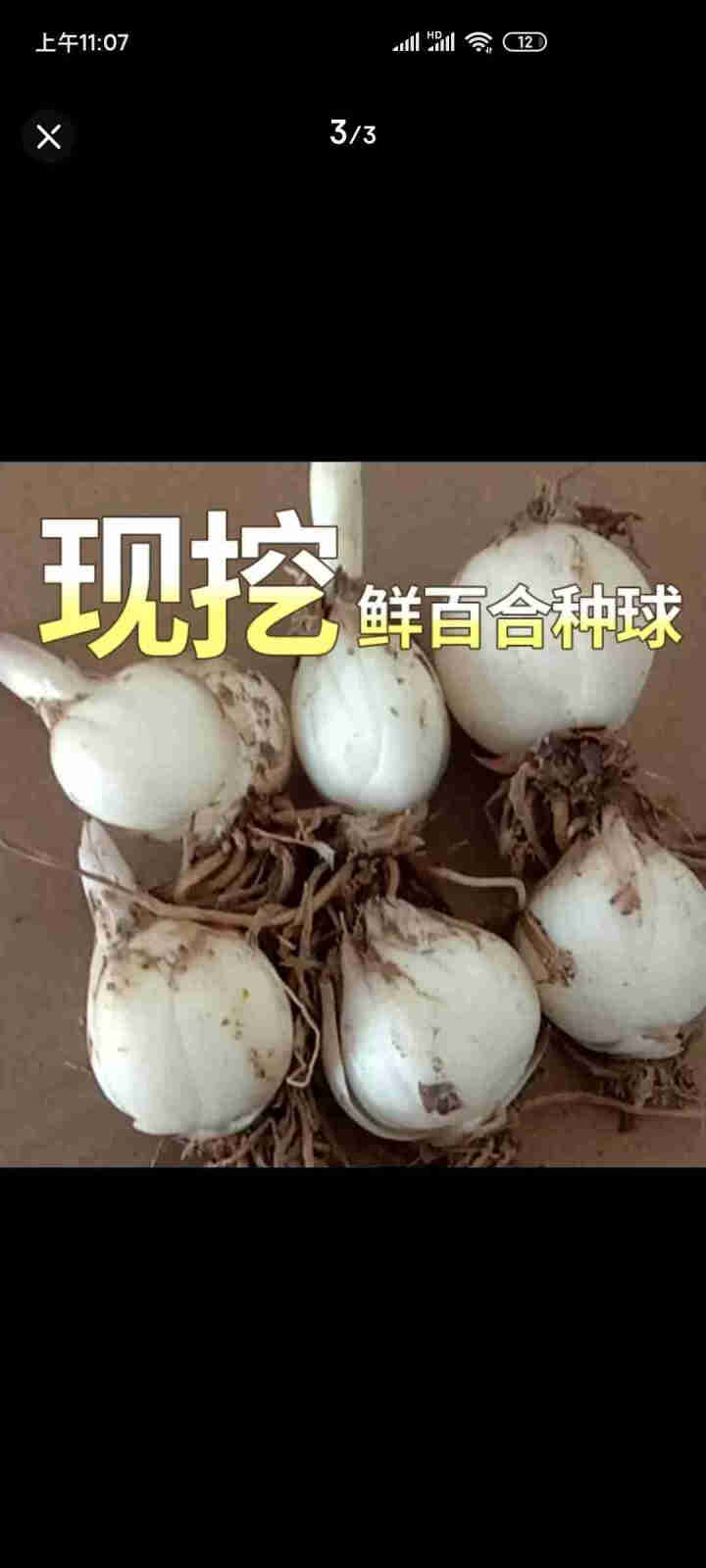 金德兰州百合食用新鲜甜百合种球母子种子 250克怎么样，好用吗，口碑，心得，评价，试用报告,第2张