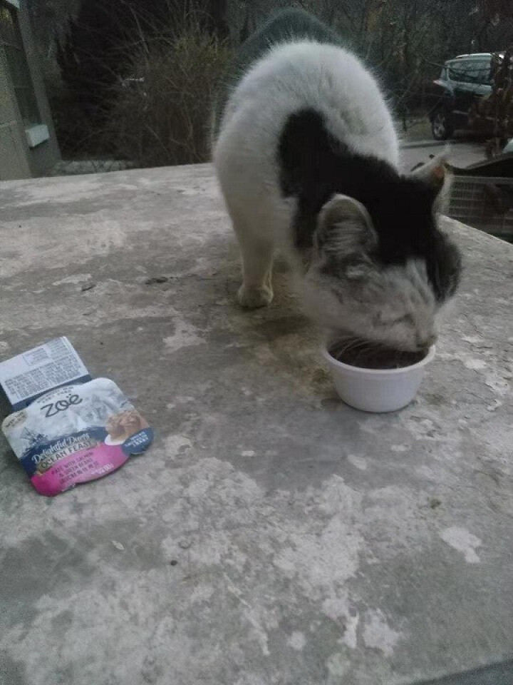 ZOE 猫罐头加拿大进口猫粮宠物猫主食湿粮猫零食法式鲑鱼佐青豆怎么样 