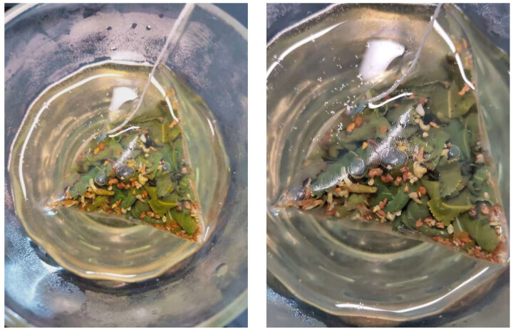 中粮集团中茶清茶桂花乌龙茶清香茶叶袋泡花草茶10包一盒25g 试用装1袋(单拍不发货)怎么样，好用吗，口碑，心得，评价，试用报告,第4张