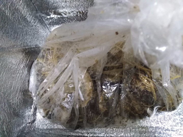 【活鲜】海鲜颂 鲜活刺身生蚝海蛎 梅岭牡蛎 冷水蚝 刺身生蚝2.5kg (约25,第3张