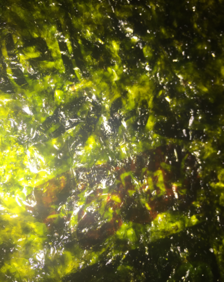 韩国进口 天晓海女海苔紫菜 儿童即食海苔脆片休闲零食大片装25g 竹盐味怎么样，好用吗，口碑，心得，评价，试用报告,第5张