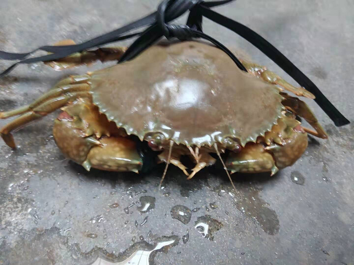 广东卫视老广的味道淇集 奄仔蟹 肉蟹 膏蟹 非三门青蟹 5两/只（膏蟹）怎么样，好用吗，口碑，心得，评价，试用报告,第2张