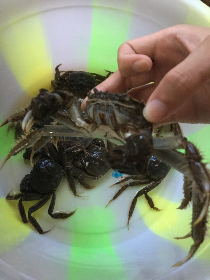 【现货】俏苏阁 阳澄湖六月黄大闸蟹现货实物生鲜礼盒 1.5两8只装螃蟹 海鲜水产怎么样，好用吗，口碑，心得，评价，试用报告,第3张