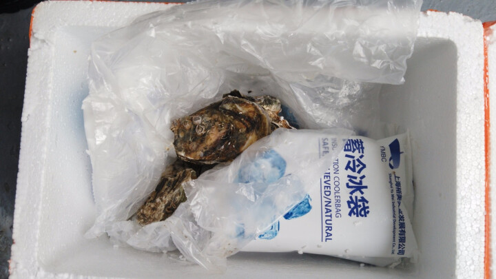 【活鲜】飞鱼穿梭 大连生蚝 刺身 牡蛎海蛎子 净水蚝 单只约150g 包邮 尝鲜3只装,第2张