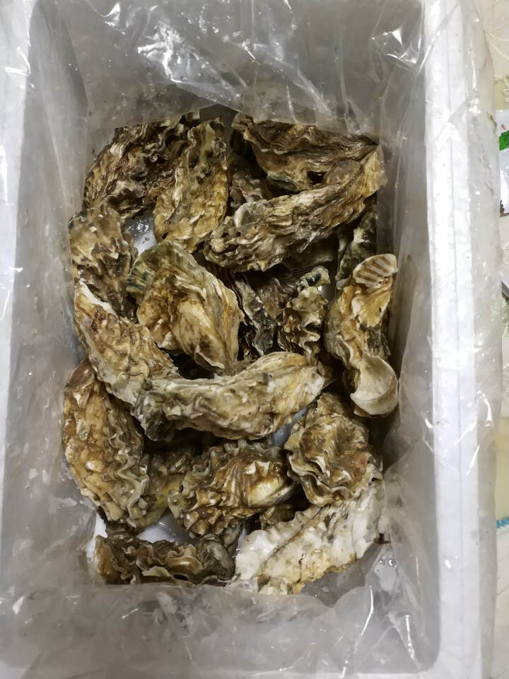 烟台昊金海鲜水产  乳山带壳鲜活生蚝海蛎 牡蛎 5斤装  L 100g~150g/个怎么样，好用吗，口碑，心得，评价，试用报告,第3张