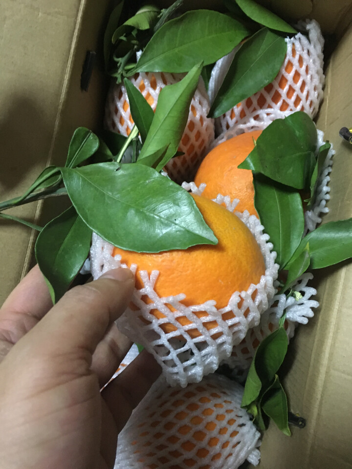 初觉 鲜果  奉节脐橙  精品纽荷尔  京东配送 中大果 彩箱 约5kg怎么样，好用吗，口碑，心得，评价，试用报告,第2张