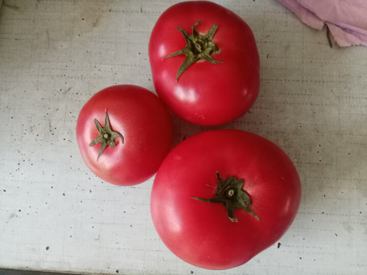 蔡家洼 北京密云新鲜西红柿番茄柿子蔬菜 火锅食材扶贫助农 500g怎么样，好用吗，口碑，心得，评价，试用报告,第2张