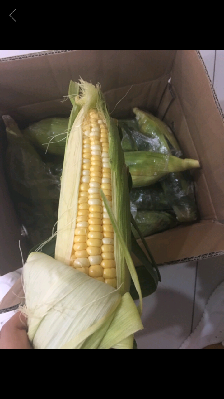 岂鲜 云南水果玉米 甜玉米精选 约2kg 火锅涮菜 新鲜水果蔬菜怎么样，好用吗，口碑，心得，评价，试用报告,第4张