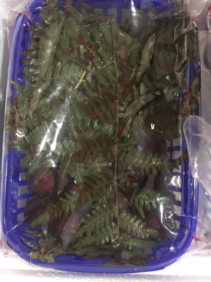 【上虞馆】  新鲜杨梅二都精品荸荠杨梅浙江上虞农家孕妇现摘现发2kg装特甜怎么样，好用吗，口碑，心得，评价，试用报告,第4张