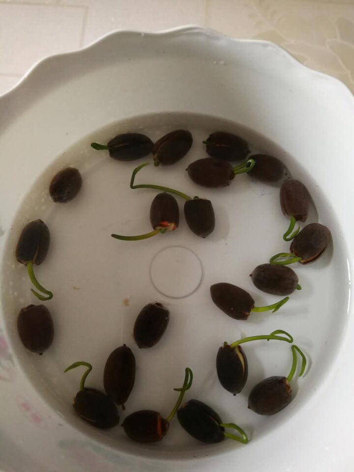 四季播种开口碗莲种子水培植物绿植花卉睡莲种子包邮 荷花水生花 红仙