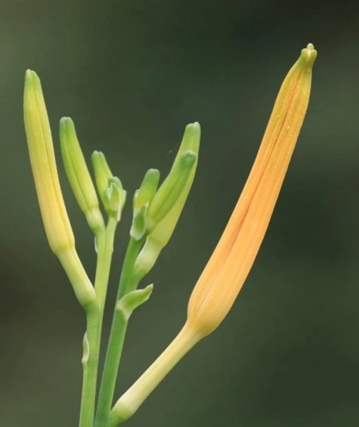 【庆阳馆】庆阳云中来黄花菜 农家黄花菜 干货 特产 金针菜 黄花菜  农家土特产 无硫黄花菜 包邮 500g袋装怎么样，好用吗，口碑，心得，评价，试用报告,第2张