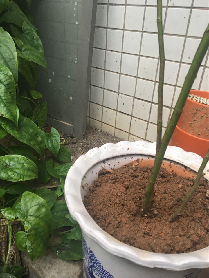 苗 6年大苗 攀爬植物 大花蔷薇 藤本月季 盆栽 