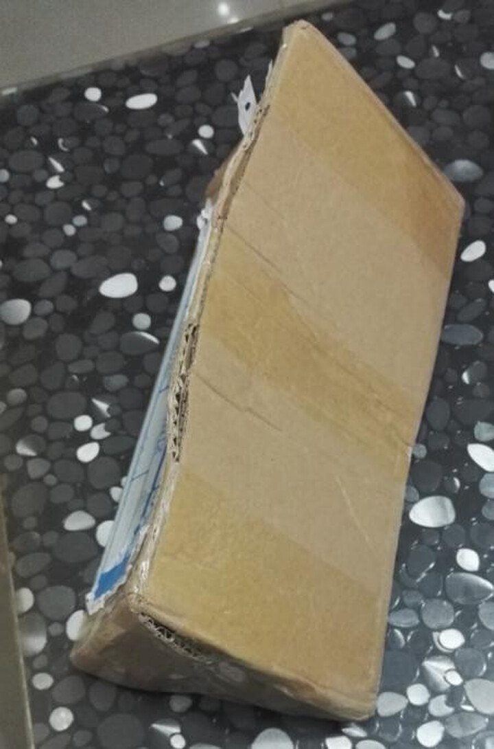 春之俏 月季花苗 绿植花卉盆栽玫瑰花苗 欧洲藤