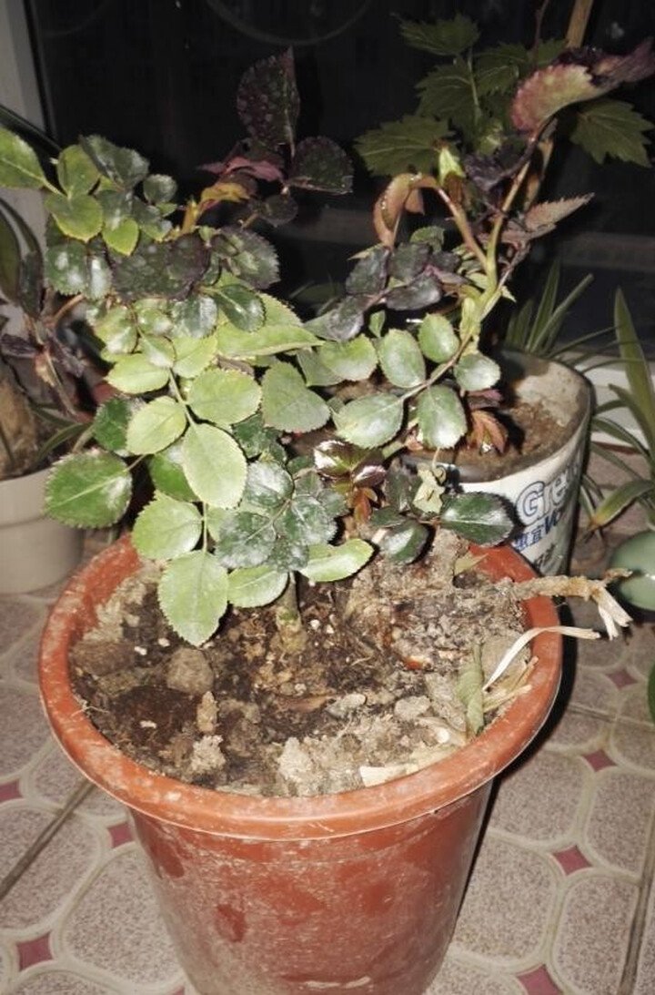 春之俏 月季花苗 绿植花卉盆栽玫瑰花苗 欧洲藤