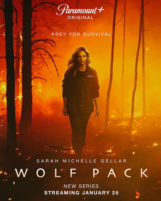 狼群 Wolf Pack2023,狼群 Wolf Pack海报