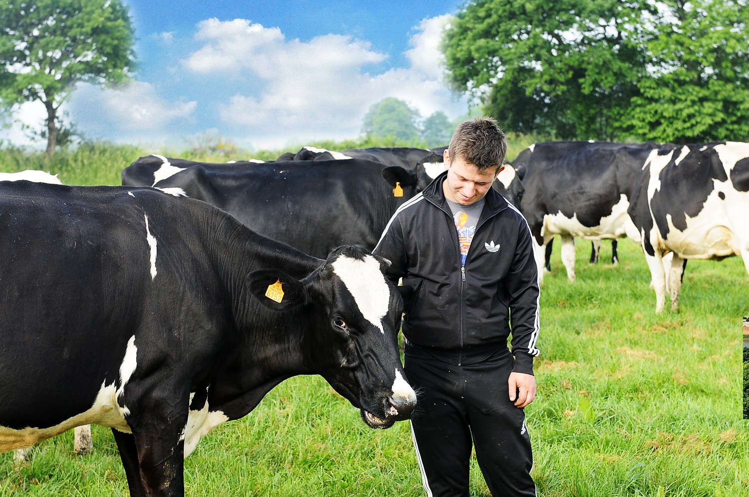 荷兰乳牛法国进口中老年亚麻籽油奶粉800g罐装中老年奶粉生产日期20年