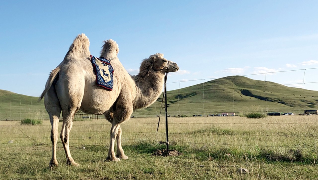 王牌驼乳铁蛋白配方驼奶粉