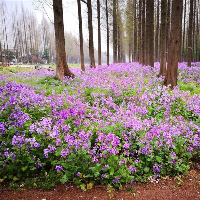 花萌萌 二月兰花种子室外庭院公园绿化草花户外早春开花多年生自播