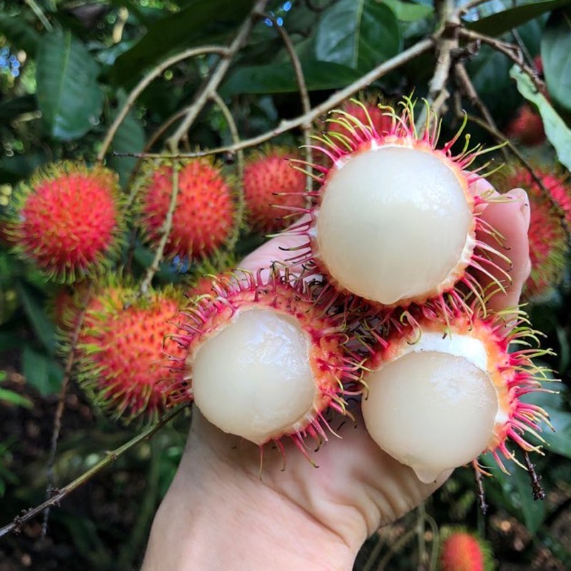 海南红毛丹三亚红毛果新鲜水果三亚毛荔枝5斤